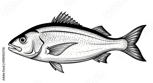 Black and White Fish Illustration, Seafood Ingredient, Ocean Life Drawing