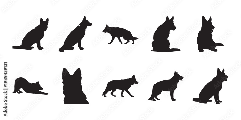 Fototapeta premium German shepherd vector silhouettes bundle. Professional dog illustrations in various positions for high-quality graphic elements.