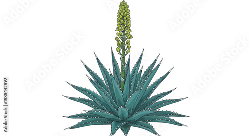 Succulent Plant with Tall Flower Stalk Isolated on White Background