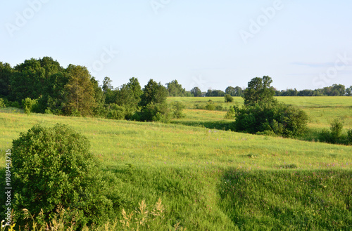 grassy hills with green trees and bushes in sunset copy space