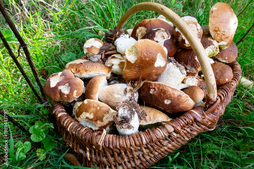 wicker basket filled with porcini mushrooms picked in the forest in autumn