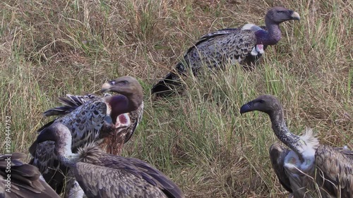 Handheld close-up of vultures swarming and fighting over a carcass on the open plains of Serengeti National Park, Tanzania, Africa, under scorching midday sun.