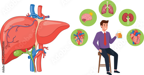 Flat Design Man Drinking Beer with Detailed Liver Anatomy and Internal Organs Showing Alcohol Effects on Body Health Vector Illustration