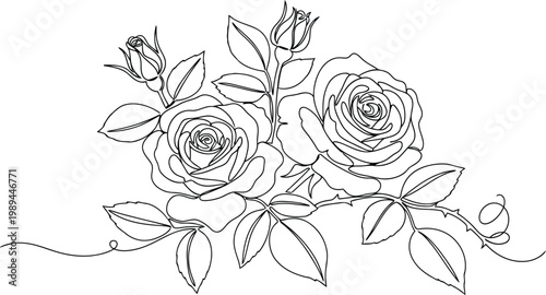 Elegant Single Line Drawing of Blooming Roses and Buds.