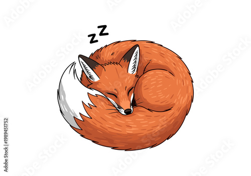 Cute Sleeping Red Fox Curled Up in a Ball with Tail Covering Face and ZZZ Symbols Isolated on White Background in Hand Drawn Cartoon Style Illustration