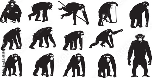 A dynamic collection of black chimpanzee silhouettes illustrating various poses and activities, perfect for educational materials, graphic design projects, and wildlife conservation themes