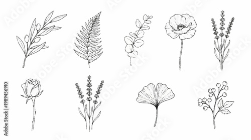 A collection of various botanical line drawings.