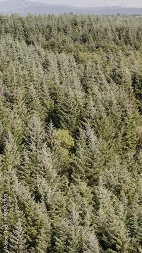 dense forest canopy under a cloudy sky, natural beauty