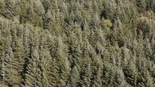 A dense forest of evergreen trees stretches across the landscape, creating a textured and uniform canopy. The repetitive pattern of the coniferous trees forms an organic, natural tapestry.