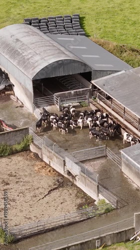 Spacious dairy farm from above, showing milking cows, silos for feed storage, and farm equipment in a green rural setting.