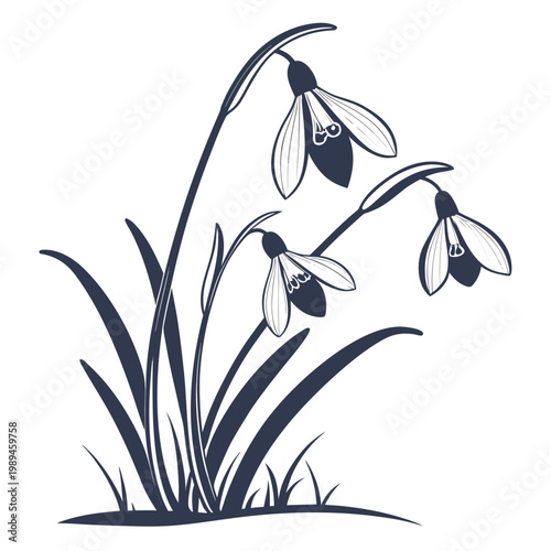 snowdrop silhouette on white background
