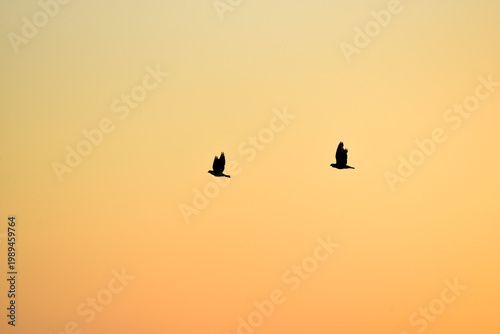 wo seagulls flying gracefully in a golden sunset sky, illuminated by warm evening light. The minimal, atmospheric composition captures freedom, serenity, and natural beauty, with soft orange and gold 