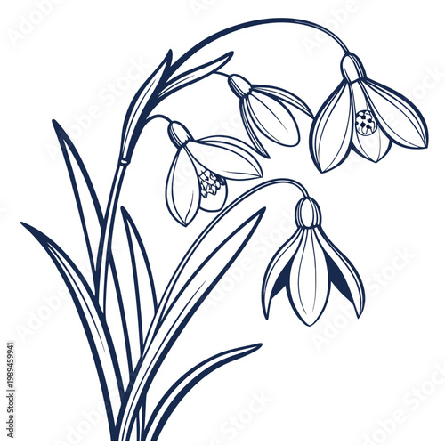 snowdrop with leaves