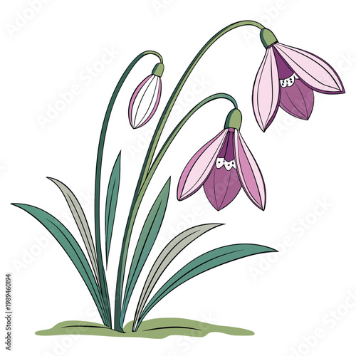 snowdrop colorful on white background