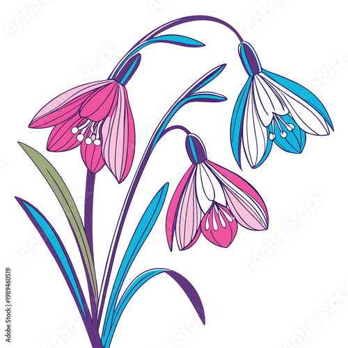 snowdrop colorful on white background