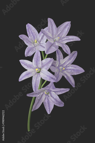 A delicate cluster of purple bellflower blossoms against a dark backdrop