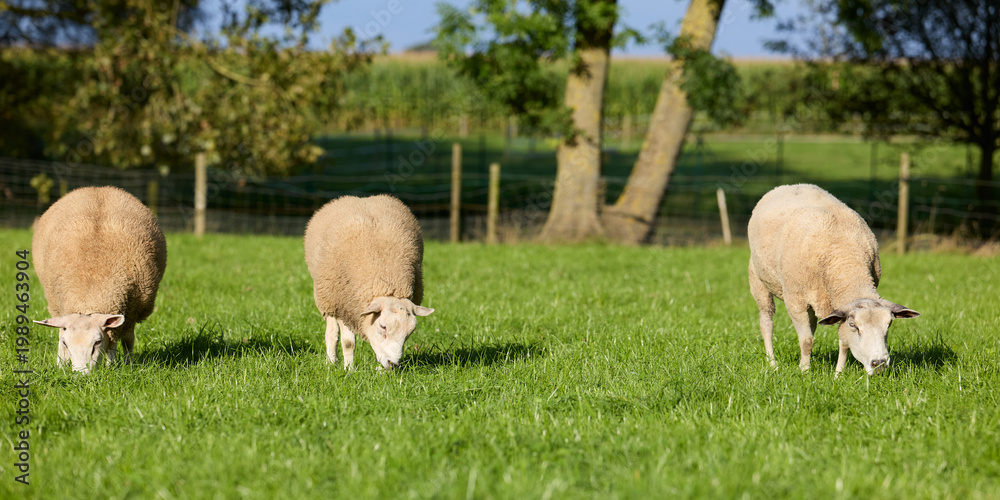 Naklejka premium Three peaceful sheep graze in a lush green meadow under a blue sky. Rural farm scene with trees and fence in the background, showing tranquil farm life and livestock.