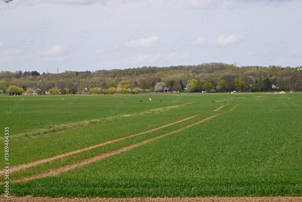 Naklejka premium Albino fawn hiding in cornfield. A group of deers, one of them an albino fawn, Hamburg, Bergerdorf.