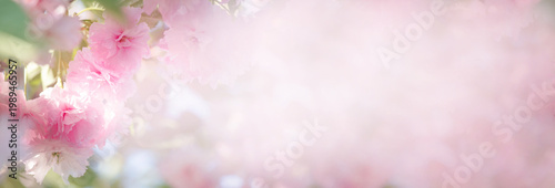 Japanese Sakura tree blossom, pink flowers blooming in spring fabulous garden, mysterious fairy tale springtime floral dreamy wide banner background with cherry in full bloom and copy space.