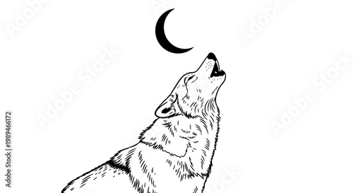 Wolf howling at moon, lunar night, animal illustration, black and white vector