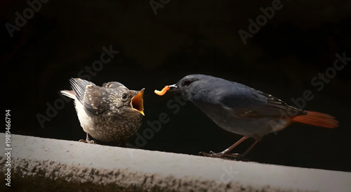 Foto Male Common Redstart parent bird feeding a worm to its hungry fledgling on a led