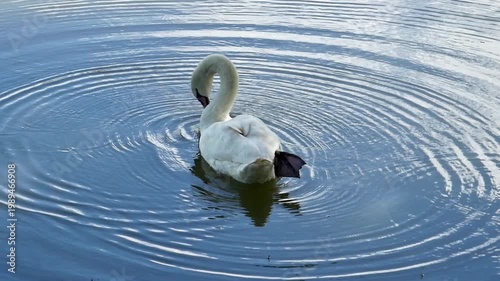 A graceful white swan swimming peacefully in a calm lake with soft blue water reflections. Elegant wildlife in a natural pond.