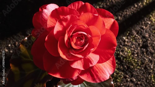 Vibrant red begonia flower in full bloom, close up of blooming scarlet tuberous begonia, elegant floral head with layered petals in garden sunlight