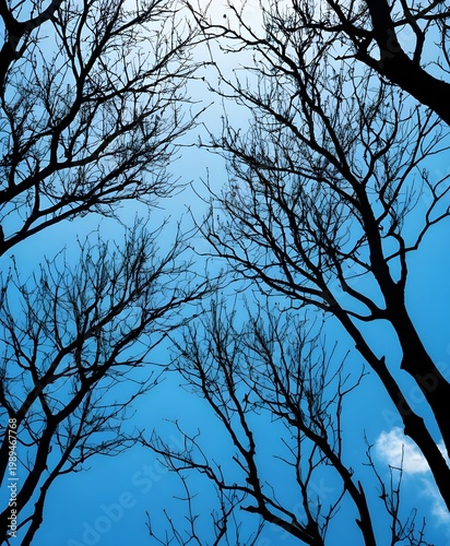 Silhouette of bare tree branches stretches across the frame, their intricate, sharply contrasted against a smooth gradient blue sky.