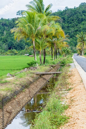 concrete irrigation canal runs alongside a rural asphalt road next to lush tropical green paddy fields