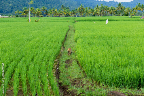 small brown dog walks along a narrow dirt path through a vibrant green rice field in summer