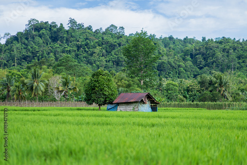Fotografie simple wooden farm hut stands peacefully in the middle of a vast tropical green