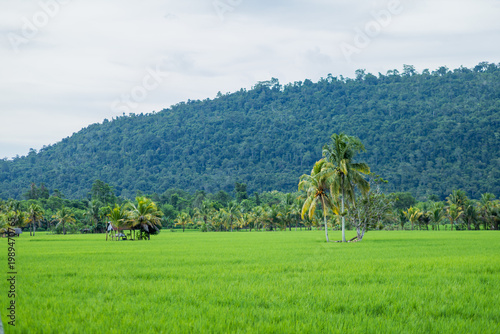 Lush green rice field landscape with tall palm trees and a misty mountain range in the background