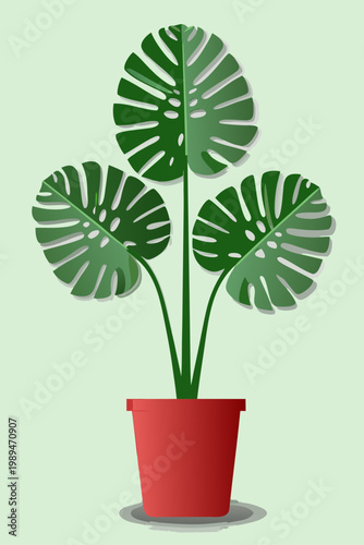 A vibrant monstera deliciosa plant in a red flower pot