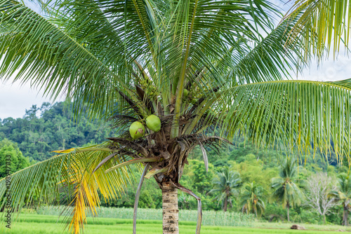 tall coconut palm tree bearing green fruits stands against a backdrop of lush green tropical mountains