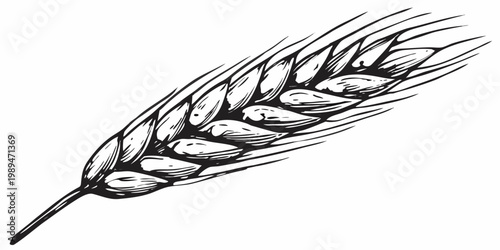 Detailed black and white illustration of a single wheat stalk