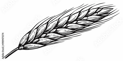 A detailed black and white sketch of a single wheat stalk