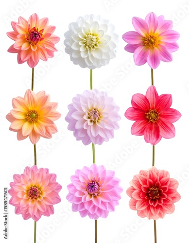 Colorful Dahlia Flower Collection Isolated On White Background Pink Orange White And Red Blooms In A Grid Arrangement On Green Stems