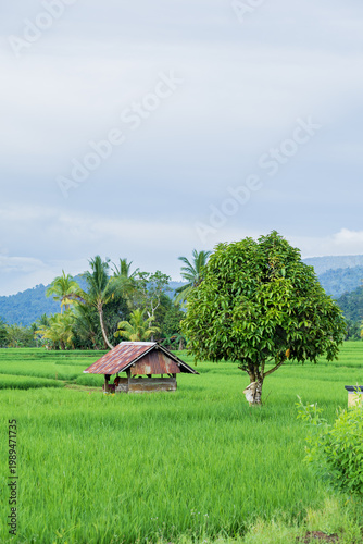 A traditional wooden farmer's hut surrounded by expansive green rice fields against a beautiful mountain range backdrop