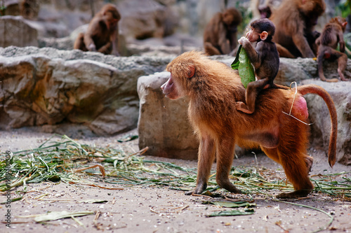 Canvastavla Mother baboon carrying baby on back while feeding, capturing nurturing behavior and wildlife interaction in zoo habitat
