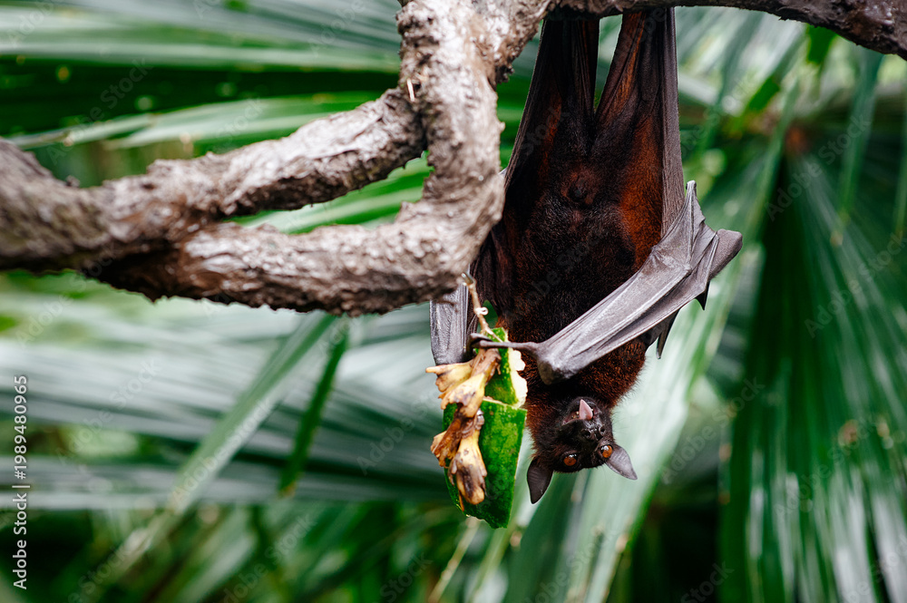 Fototapeta premium Fruit bat hanging upside down while eating fruit in a tropical enclosure.
