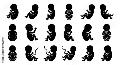 Human fetus silhouette icons, 18 embryo development vector set, prenatal growth and pregnancy stages, medical fetal anatomy symbols