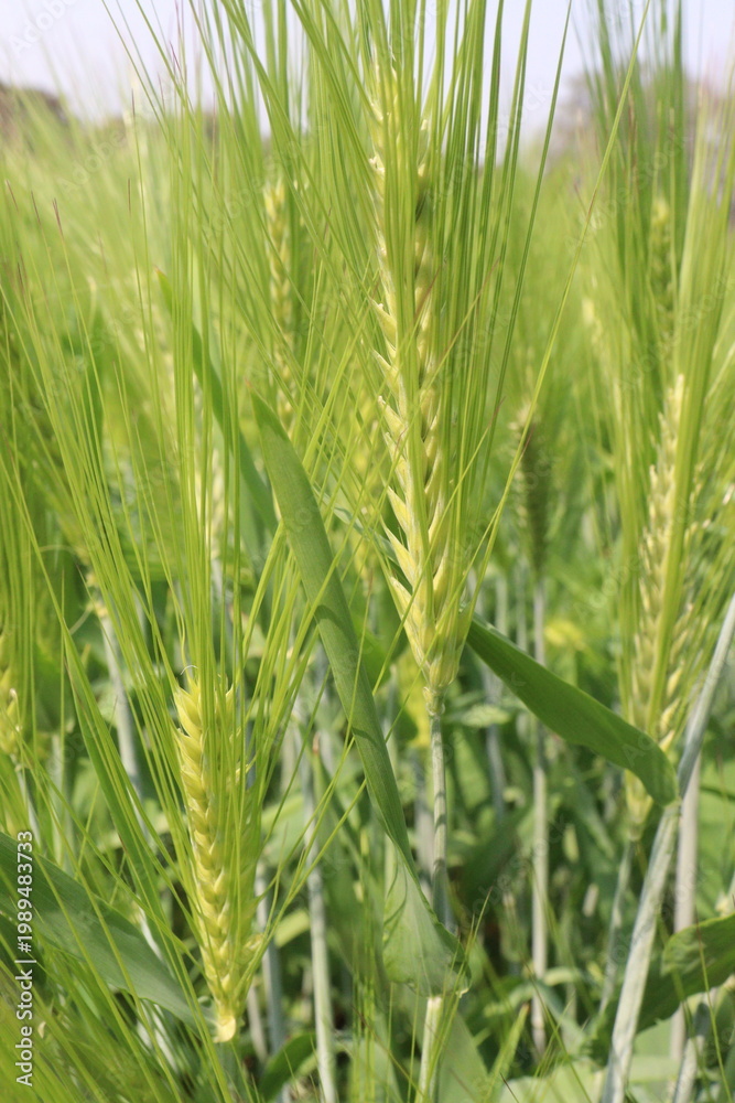 Obraz premium Barley plant on farm for harvest are cash crops