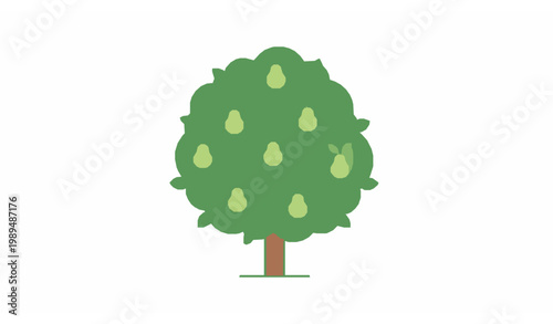 Chinese evergreen pear tree flat icon vector minimal fruit plant design isolated on white background