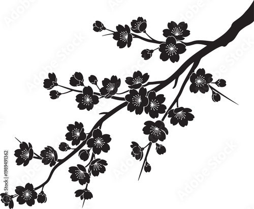Cherry blossom branch silhouette with black and white tree branch white background organic shape silhouette botanical decoration illustration delicate flowering ephemeral japanese isolated