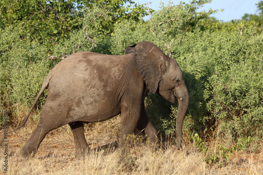 Fototapeta premium Afrikanischer Elefant / African elephant / Loxodonta africana