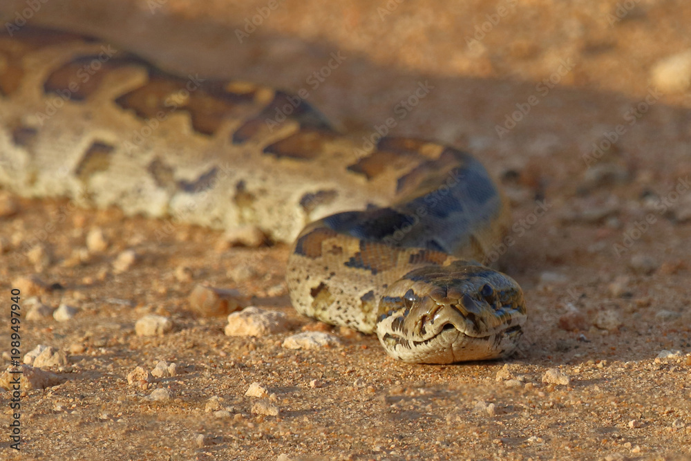 Fototapeta premium Südlicher Felsenpython / Southern African rock python / Python natalensis
