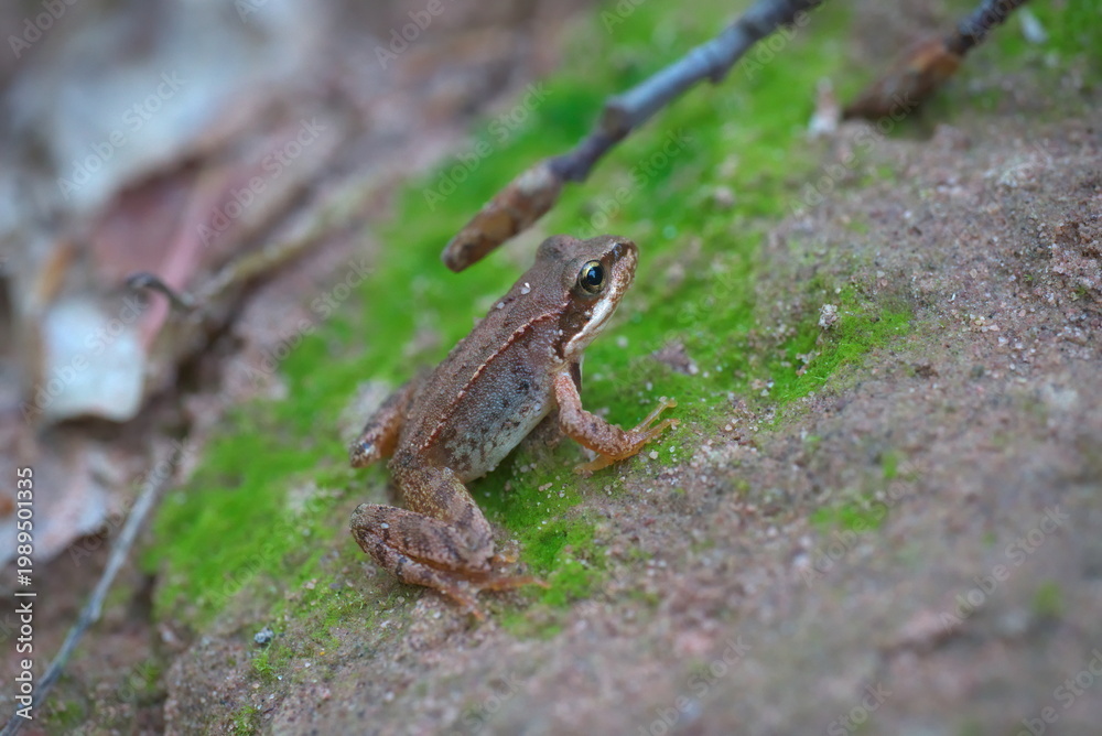 Fototapeta premium a small brown frog on the ground (vers. 2)