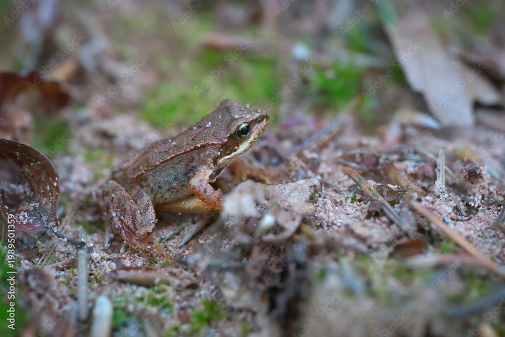 Fototapeta premium a small brown frog on the ground (vers. 1)