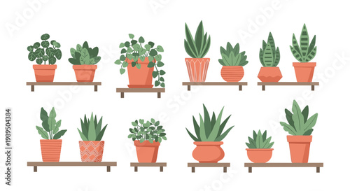 Collection of vibrant green houseplants and succulents in terracotta pots displayed on wooden shelves in a clean and modern art style.