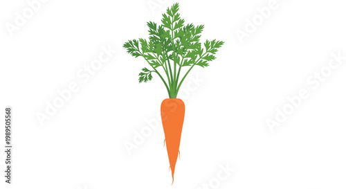 Single fresh orange carrot with long green leafy tops shown vertically on a plain white background in a clean vector style.